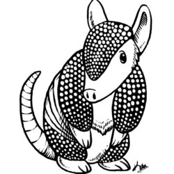 Armadillo Drawing Picture