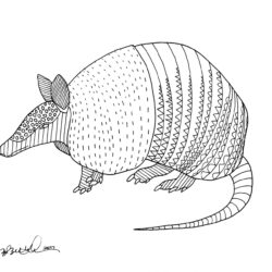 Armadillo Drawing Unique Art