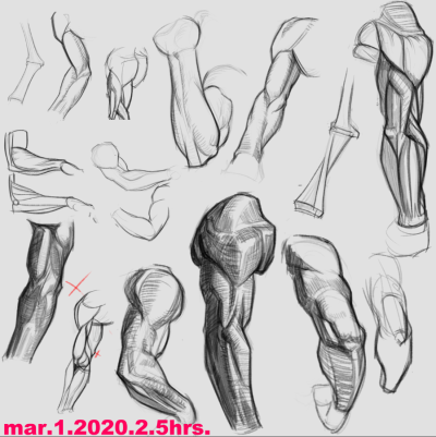 Arms Anatomy, Joints, Blood Vessels, Muscles, Bones, Nerves Drawing