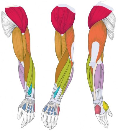 Arm Anatomy, Flexibility, Muscles, Joints, Bones Drawing