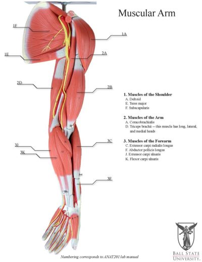 Arm Anatomy, Nerves, Bones, Muscles, Joints Drawing