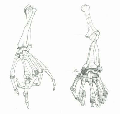 Arm Anatomy, Joints, Bones, Functionality, Muscles Drawing