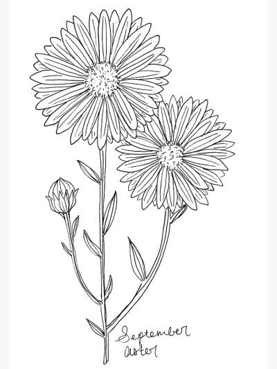 Aster Flower, Vibrant Blooms, Autumn Garden, Pollinator Friendly, Seasonal Beauty Drawing