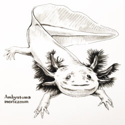 Axolotl Drawing