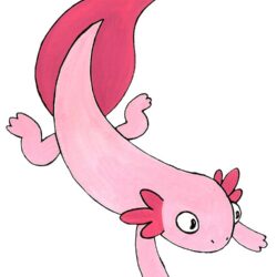 Axolotl Drawing Amazing Sketch