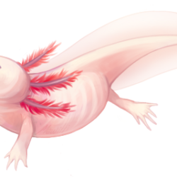 Axolotl Drawing Art