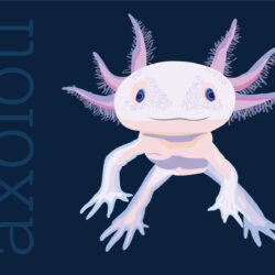 Axolotl Drawing Creative Style