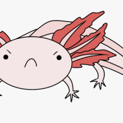 Axolotl Drawing Hand Drawn Sketch
