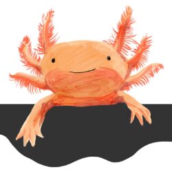 Axolotl Drawing Photo