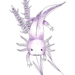 Axolotl Drawing Picture