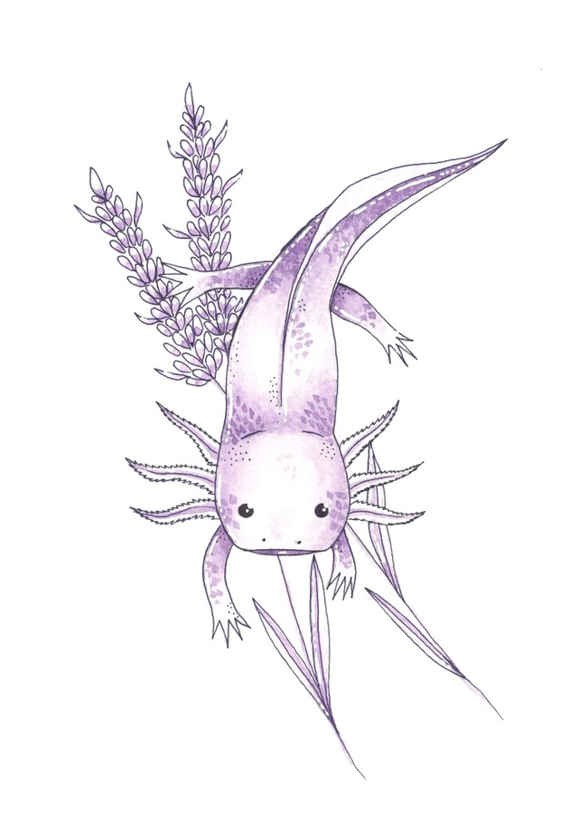 Axolotl Drawing Picture