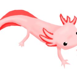 Axolotl Drawing Realistic Sketch