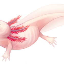 Axolotl Drawing Sketch