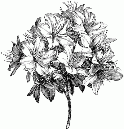 Azalea, Flowering, Garden, Vibrant, Shrub Drawing