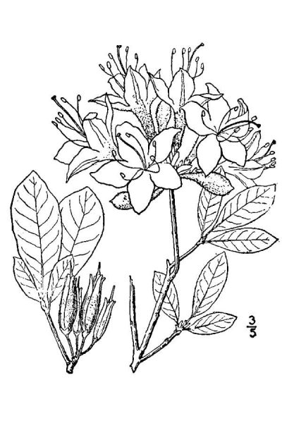 Azalea, Flowering, Garden, Vibrant, Shrub Drawing