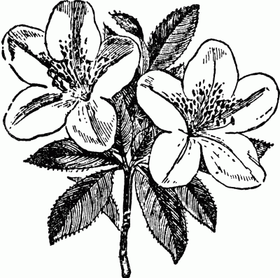 Azalea Flower, Vibrant Blooms, Spring Perennials, Garden Beauty, Ornamental Shrubs Drawing