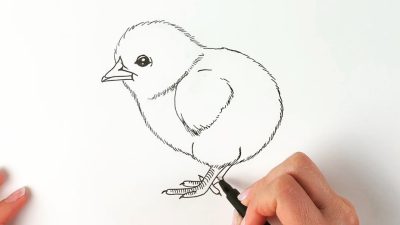 Baby Chick, Cute, Fluffy, Newborn, Adorable Drawing