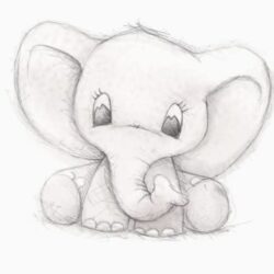 Baby Elephant Drawing Art