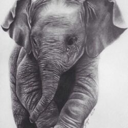 Baby Elephant Drawing Fine Art