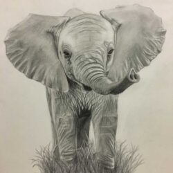 Baby Elephant Drawing Realistic Sketch