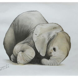 Baby Elephant Drawing Unique Art