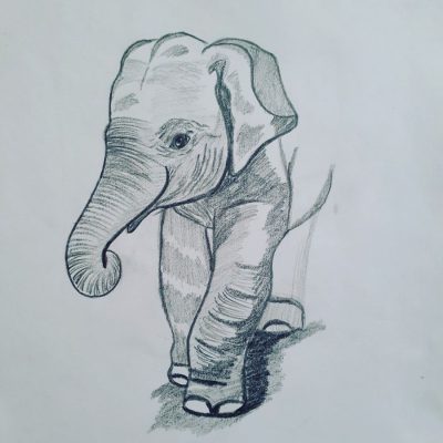 Baby Elephant, Safari, Playful, Adorable, Wildlife Drawing