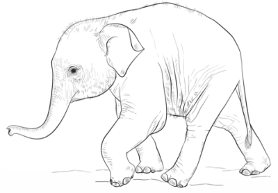 Baby Elephant, Wildlife, Playful, Adorable, Gentle Drawing