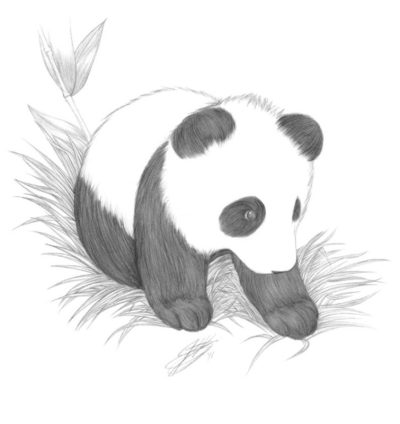 Baby Animal, Adorable, Tiny, Playful, Cute Drawing