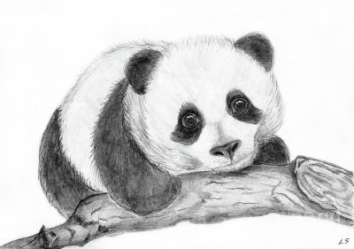 Baby Panda, Bamboo Forest, Cute Animal, Adorable Cub, Playful Nature Drawing