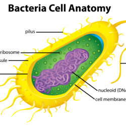 Bacteria Drawing Artistic Sketching