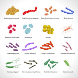 Bacteria Drawing Detailed Sketch