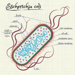 Bacteria Drawing Fine Art