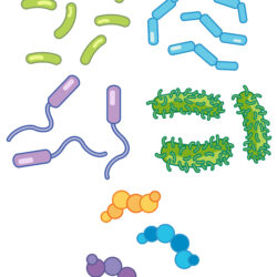 Bacteria Drawing Hand Drawn