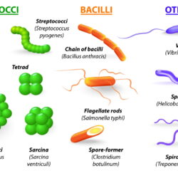 Bacteria Drawing Image