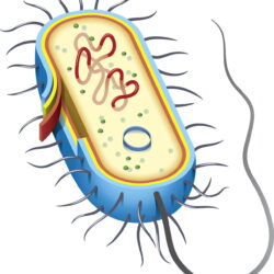 Bacteria Drawing Modern Sketch