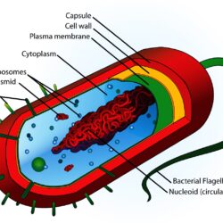 Bacteria Drawing Photo