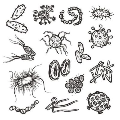 Bacteria, Pathogens, Flora, Prokaryotes, Microorganisms Drawing