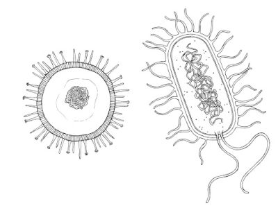 Bacteria, Prokaryotes, Microorganisms, Pathogens, Culture Drawing