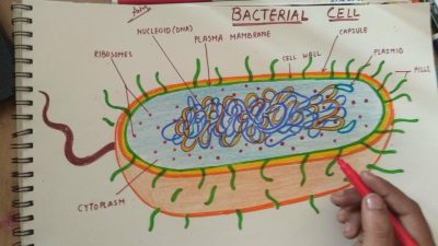 Bacteria, Pathogens, Flora, Prokaryotes, Microorganisms Drawing