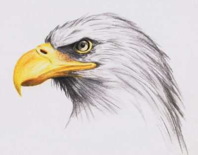 Bald Eagle, Majestic Raptor, Conservation Icon, Powerful Wings, National Symbol Drawing