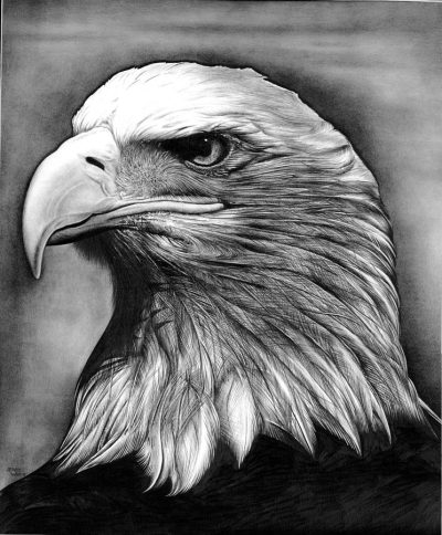 Bald Eagle, Powerful Predator, Soaring Raptor, National Symbol, Majestic Bird Drawing