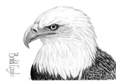 Bald Eagle, Majestic Raptor, Conservation Icon, Powerful Wings, National Symbol Drawing