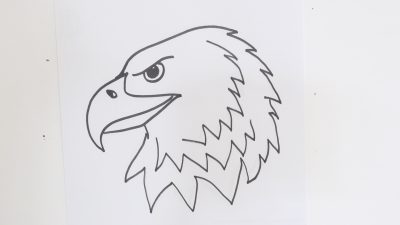 Bald Eagle, Powerful Predator, Soaring Raptor, National Symbol, Majestic Bird Drawing