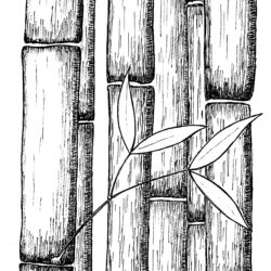 Bamboo Drawing Hand Drawn Sketch