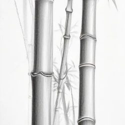 Bamboo Drawing Sketch Photo