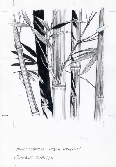 Bamboo, Flexibility, Durability, Sustainability, Growth Drawing