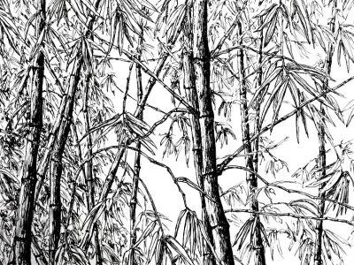 Bamboo, Flexibility, Growth, Eco-Friendly, Sustainability Drawing