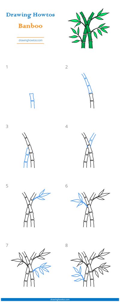 Bamboo Growth, Bamboo Benefits, Bamboo Sustainability, Bamboo Crafting, Bamboo Ecosystem Drawing