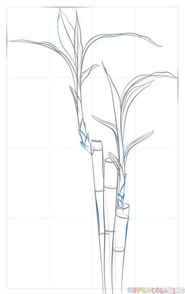 Bamboo, Strength, Sustainability, Flexibility, Growth Drawing