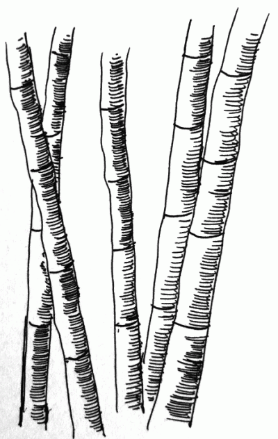 Bamboo, Flexibility, Growth, Eco-Friendly, Sustainability Drawing